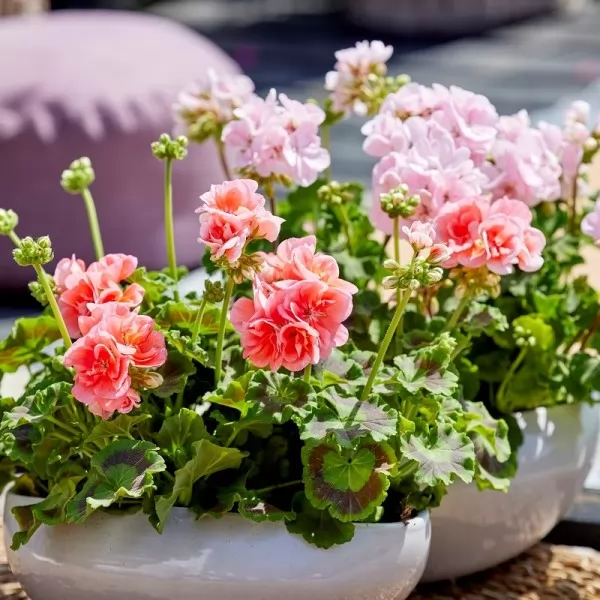 Zorana Kličković Kanaet / Produkt PR