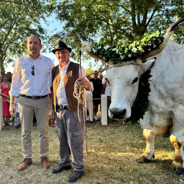 Najteži boškarin - Sarožin