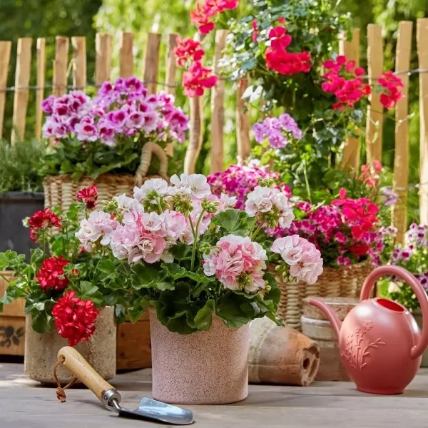 Zorana Kličković / Produkt pr