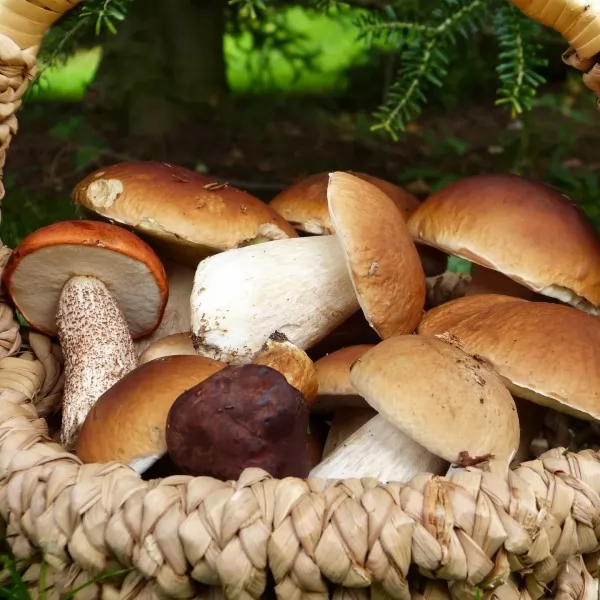 Elizabeta Penić / Lollipop PR