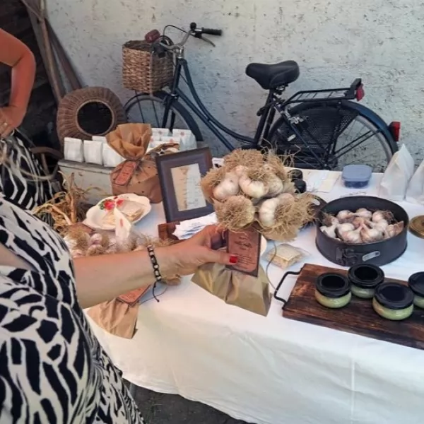 Češnjak složen u bukete