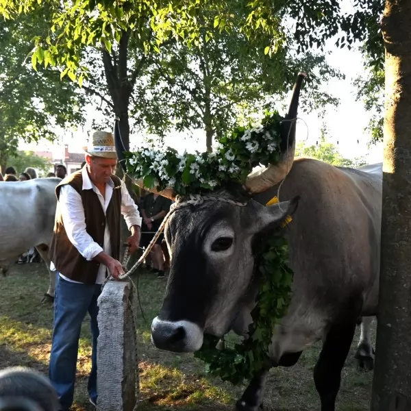 Najljepši boškarin - Čedan