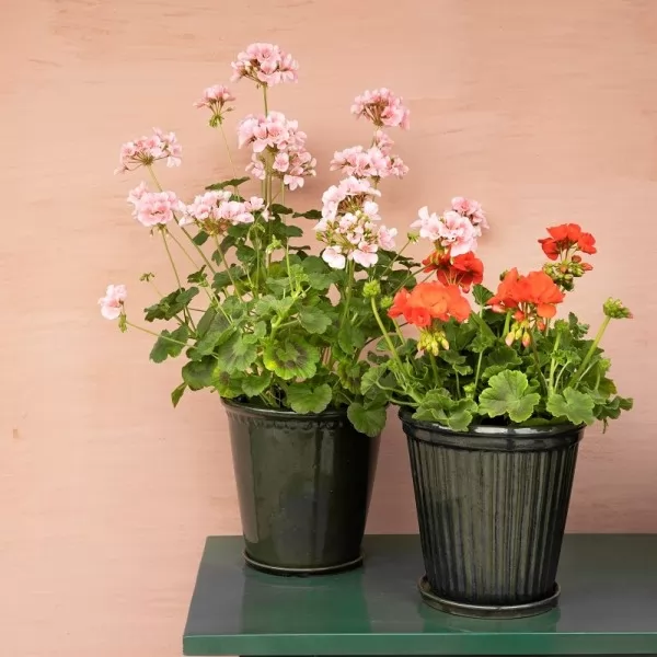 Zorana Kličković / Produkt