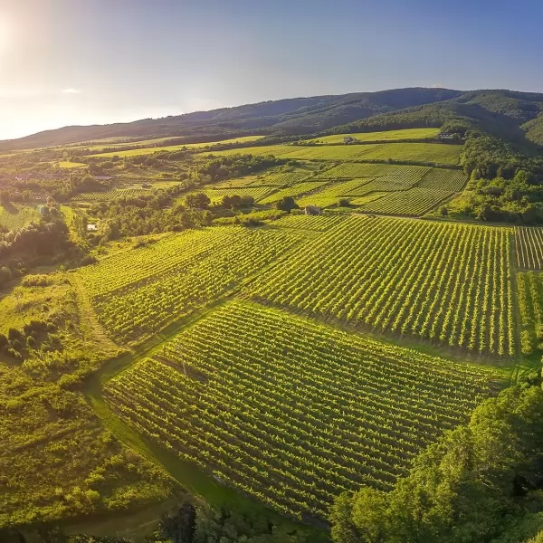 Alma Radoš / Lollipop pr