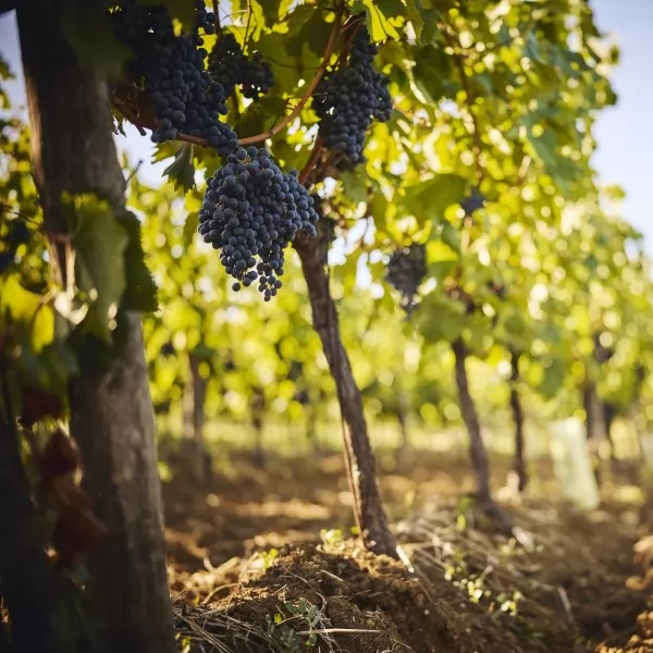 Alma Radoš / Lollipop pr