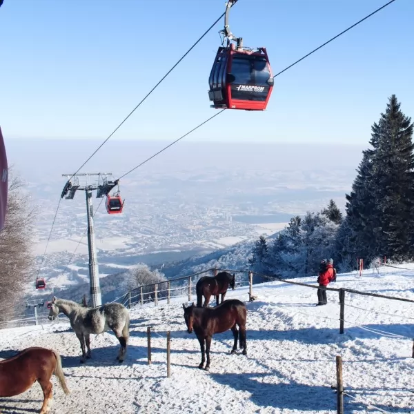 Vedrana Vasić / PR 365