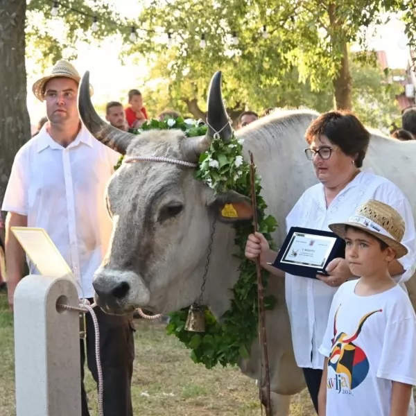 Najposlušniji boškarin