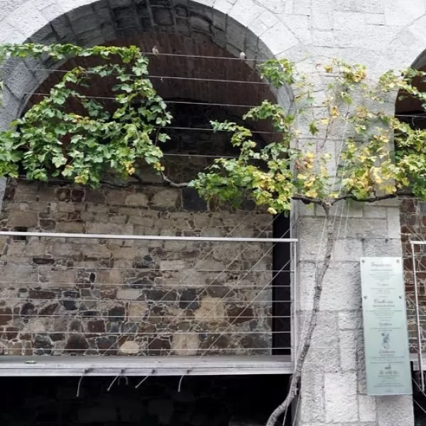 Najstarija vinova loza iz Lenta