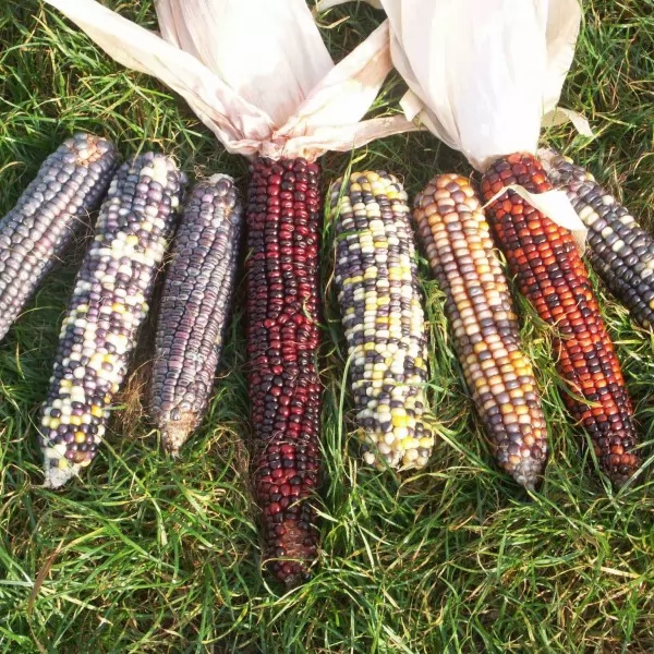 GMO hrana
