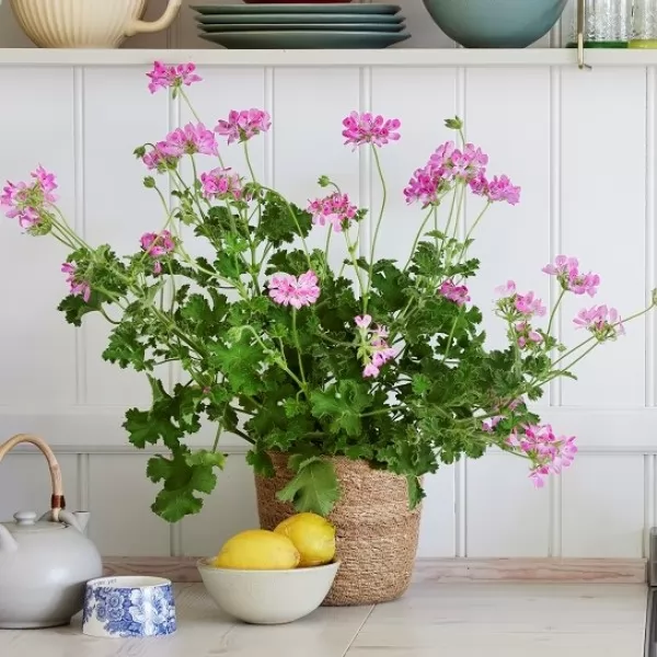 Zorana Kličković Kanaet / Produkt PR