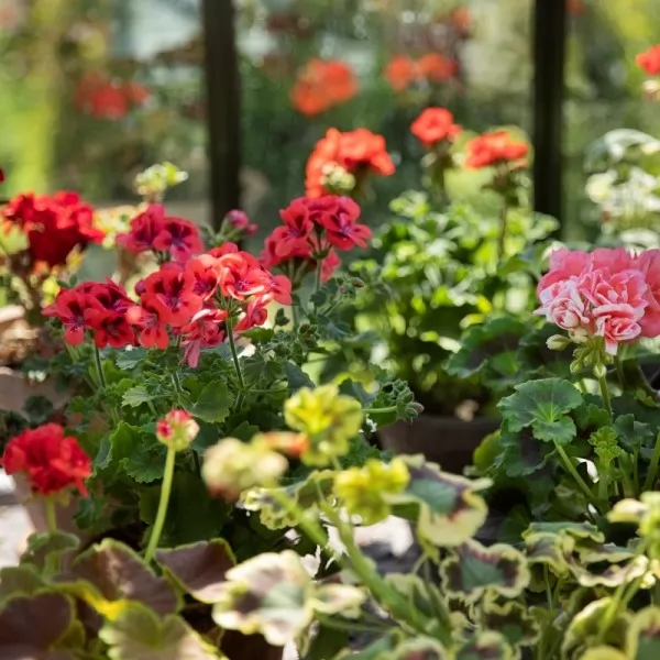 Zorana Kličković / Produkt