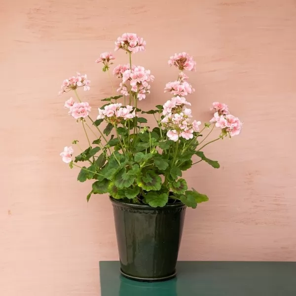 Zorana Kličković / Produkt